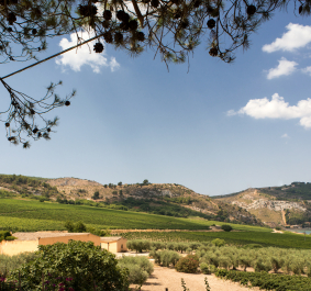 Mittelmeer-Landschaft mit Weinbergen, Olivenbäumen und sanften Hügeln unter klarem Himmel.